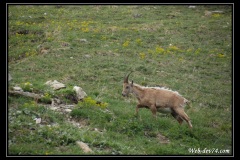 bouquetins_05