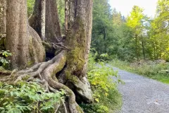 cascade-ardent-19