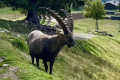 Le Parc de Merlet