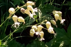 fleurjaunes
