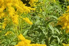 flore-montagne-1