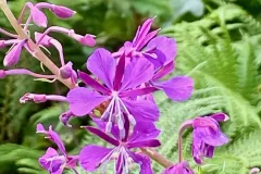 flore-montagne-2