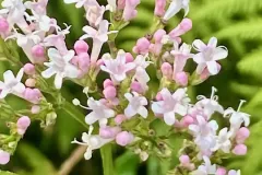 flore-montagne-3