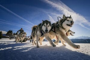 Balade en chiens de traineau