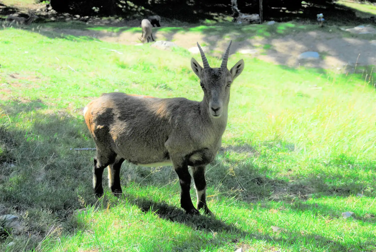 Le Parc de Merlet