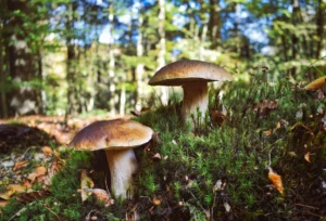 Cèpes - Bolets