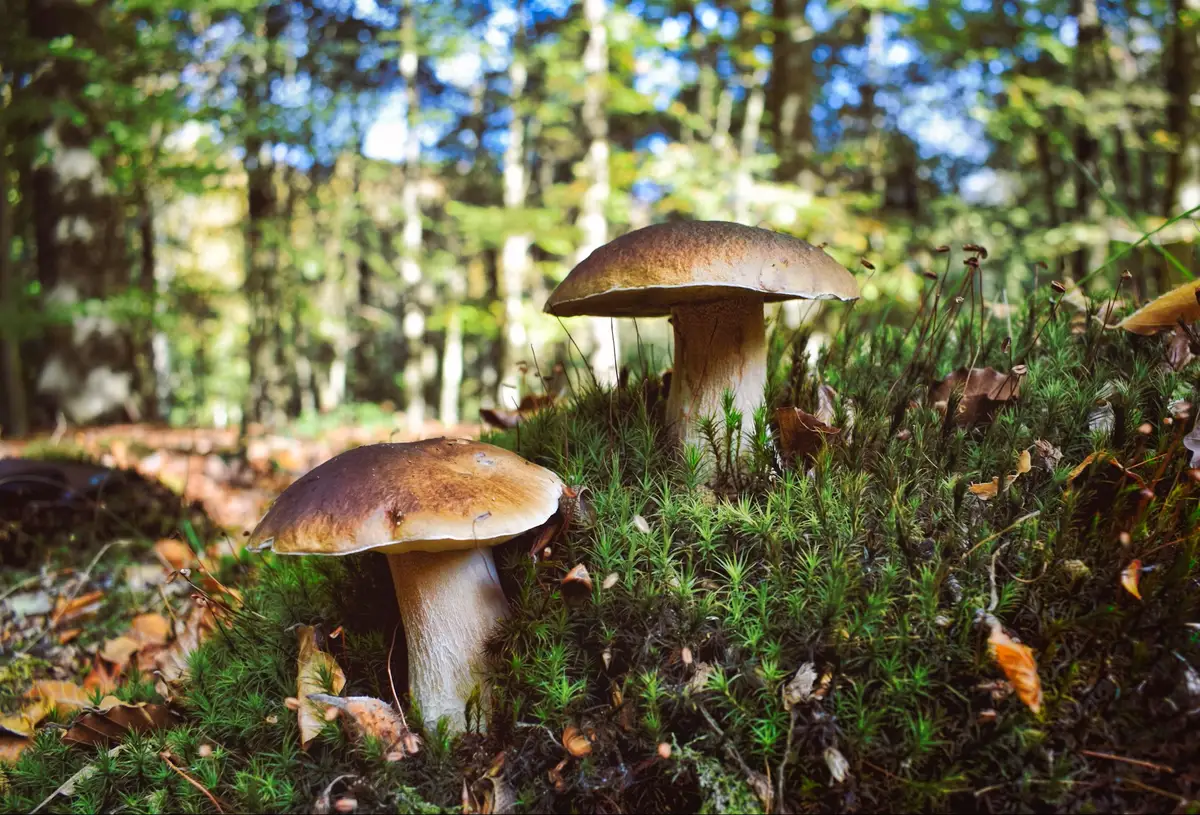 Cèpes - Bolets