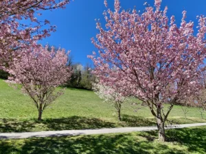 Cerisiers du Japon à La Balme de Sillingy