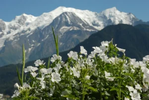 Vu sur le mont Blanc depuis le jardin des cimes