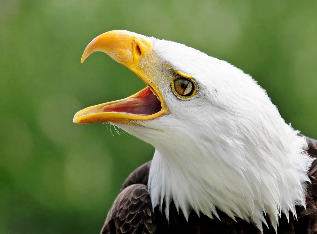 Rapace