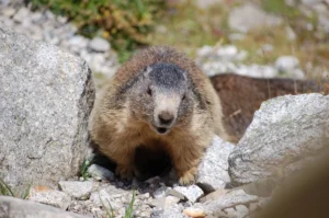 marmotte en balade