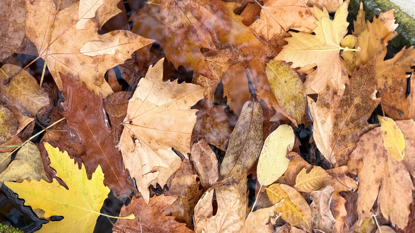 voyager en automne