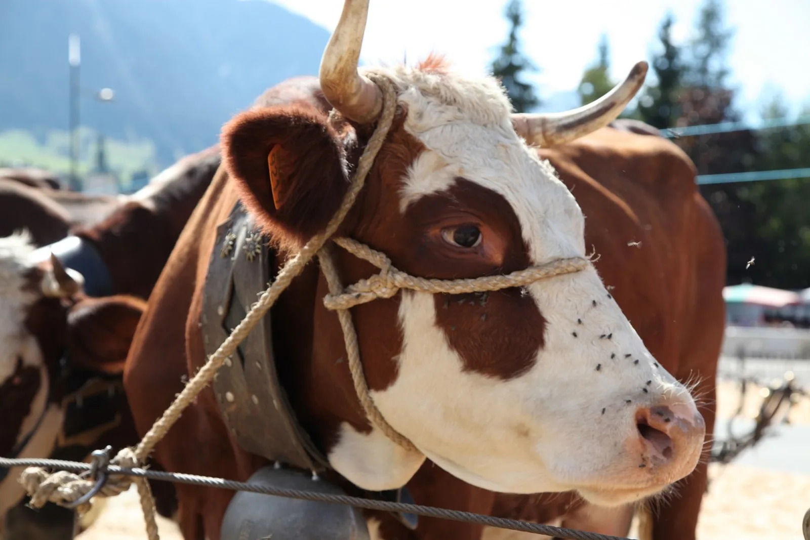 concours foire agricole Megève