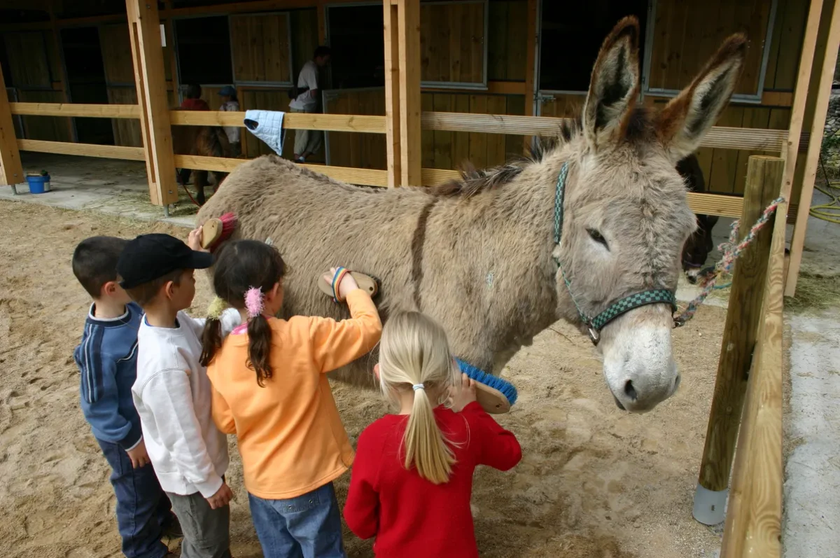 Découverte des ânes par les enfants à la ferme de Chosal